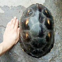 易萌 珍珠龟花龟宠物龟外塘饲养六线草龟花龟水龟大乌龟活体 28cm