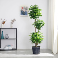 磐诚 造型幸福树大型盆栽绿宝植物室内客厅办公室吸甲醛净化空气