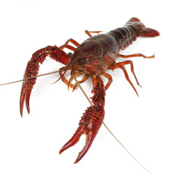 【省25元】鲜活龙虾_三顿饭 鲜活小龙虾活虾1.