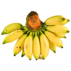 粤云山 小米蕉 无催熟生香蕉 9斤