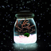 CAITI 采缇 海藻球生态小夜灯 淡雅粉 含1颗1岁球球