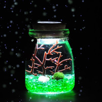 CAITI 采缇 海藻球生态小夜灯 翡翠绿 含1颗1岁球球