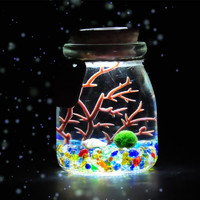 CAITI 采缇 海藻球生态小夜灯 炫七彩 含1颗1岁球球