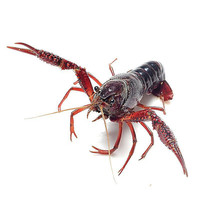 御鲜之王 鲜活小龙虾活虾1.5kg 6-8钱/只 净虾1.5kg 40-50只 活体麻辣龙虾食材 海鲜水产