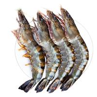北海湾 黑虎虾 单只18-20cm 800g