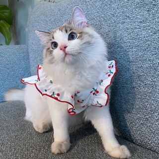 Hoopet 猫咪衣服夏季薄款防掉毛夏天小猫宠物幼猫可爱公主的布偶猫猫裙子 樱桃红 XS