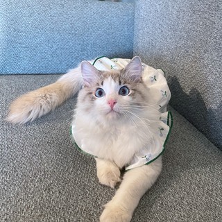 Hoopet 猫咪衣服夏季薄款防掉毛夏天小猫宠物幼猫可爱公主的布偶猫猫裙子 樱桃红 XS