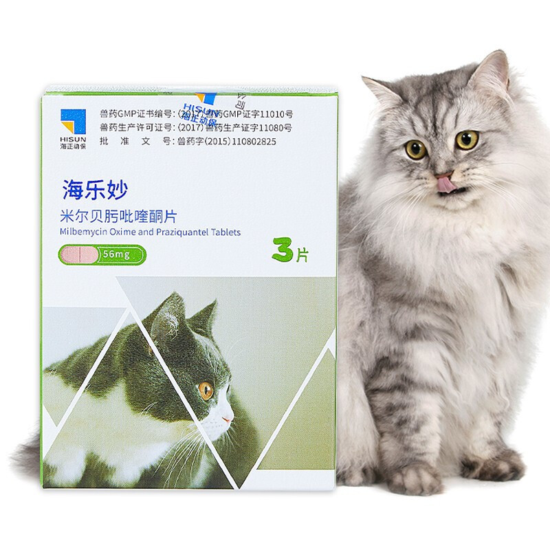 正确救助和领养流浪猫经验分享，不爱请别靠近，拒绝二次弃养