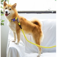 Touchdog 它它 彩虹糖系列 项圈款 狗狗牵引绳套装 120cm