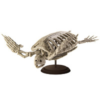 SO-TA 博物馆仿真海龟骨骼扭蛋 1/35 不可动模型