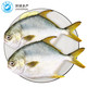 PLUS会员：UNIVERSAL 环球水产 金鲳鱼 700g 2条