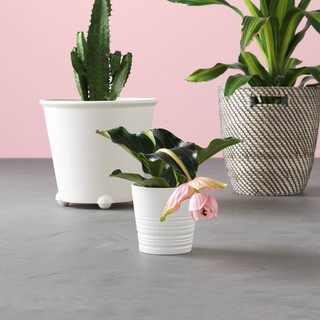 IKEA 宜家 MUSKOT 穆斯克特 装饰花盆 白色 15cm