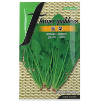 花儿朵朵 菠菜种子 300粒