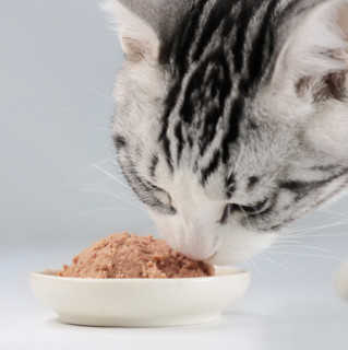 CATTARO 猫太郎 鸡肉全阶段猫粮 主食罐