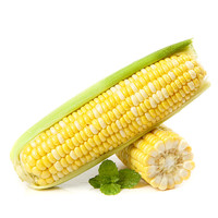 CORN 玉米 云南水果玉米 2.5kg 300-500g/根 生吃甜玉米 新鲜蔬菜 健康轻食