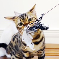 田田猫 长杆钢丝替换头羽毛逗猫棒猫咪用品猫玩具耐咬逗猫神器自嗨