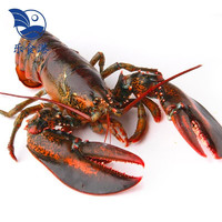 乐食港 鲜活波士顿龙虾 大龙虾2.8-3.1斤/1只 海鲜水产波龙加拿大进口
