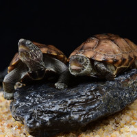龟真寿 中华草龟 1对(5-6cm)