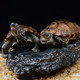  限地区：龟真寿 中华草龟 草龟 1对(5-6cm)　