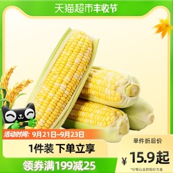 云南金银水果玉米 3斤