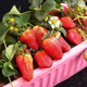 奶油草莓种子约1000粒+肥料