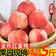 正宗金秋红蜜桃子脆桃5斤装单果155g以上新鲜应季水果