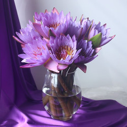紫色睡莲10枝