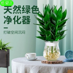 酷果汇 三支观音竹+玻璃瓶