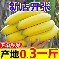 正宗高山香蕉特产水果新鲜当季小香蕉整箱非米蕉芭蕉