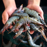 澳角灯塔 厄瓜多尔白虾 40-50只 500g