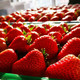 丹东红颜奶油草莓 500g（单果20-30g）