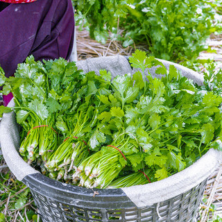 寿禾 香菜种子耐热大叶浓香型蔬菜种籽 傲夏耐热香菜种子250克（50gx5袋）