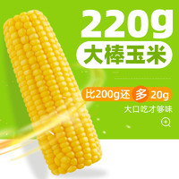 十月稻田 五常鲜食玉米 220g*8根