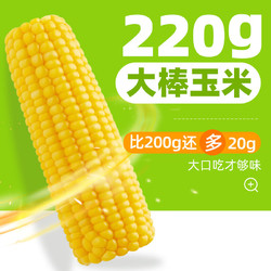 SHI YUE DAO TIAN 十月稻田 五常鲜食玉米 220g*8根