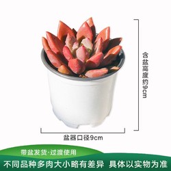 Hodo Men 红豆男装 红豆 多肉绿植盆栽 多肉葡萄