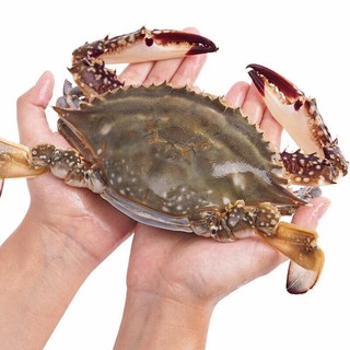 鲜尝态 东海梭子蟹 5-6只 单只200g-300g 1.3kg