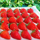  大凉山红颜奶油草莓 1斤18-30g　
