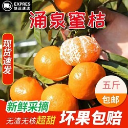 浙江临海涌泉蜜桔4.7斤单果55-75mm新鲜橘子薄皮无核