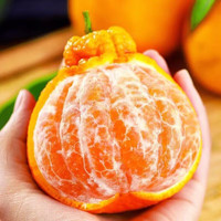 水果蔬菜 四川不知火丑橘  净重4.5斤 单果80mm+
