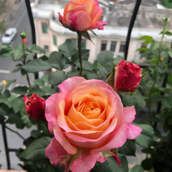 禾客 玫瑰花苗月季蔷薇室内庭院阳台四季 淑女