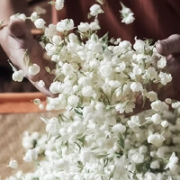 林湖飘雪 特级 严选级 茉莉花茶 100g