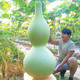 种菜记  巨型大葫芦种子10粒+豆粕肥1斤