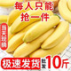云南 高山香蕉 9斤