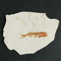 化石标本 辽西古生物化石狼鳍鱼化石标本原板观赏奇石摆件动物化石SN7260
