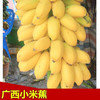 广西香蕉 小米蕉   新鲜水果 生鲜 生果 小米蕉是小的 9斤