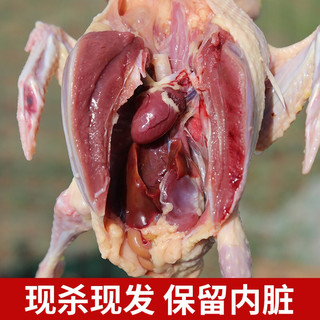 农谣 传统名菜 鸽子肉乳鸽炖甲鱼生鲜 杀前总重约1000g左右 各一只装