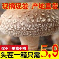 帆儿庄园 河南西峡新鲜香菇蘑菇菌菇蔬菜火锅  250g