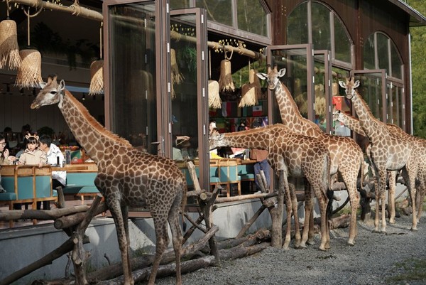 不用去肯尼亚，也能与长颈鹿亲密接触！湖州长颈鹿庄园酒店 1-2晚套餐（含早+长颈鹿庄园入园体验券等）
