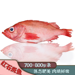 新鲜精品冰岛进口红石斑鱼 750-800g/条