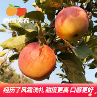 西域美农 甘肃大漠冰糖心苹果 2.25kg 大果装 单果75mm+ 脆甜苹果 新鲜采摘富士苹果 时令水果